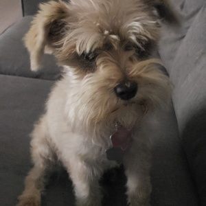 Meet your Posher, Deissy